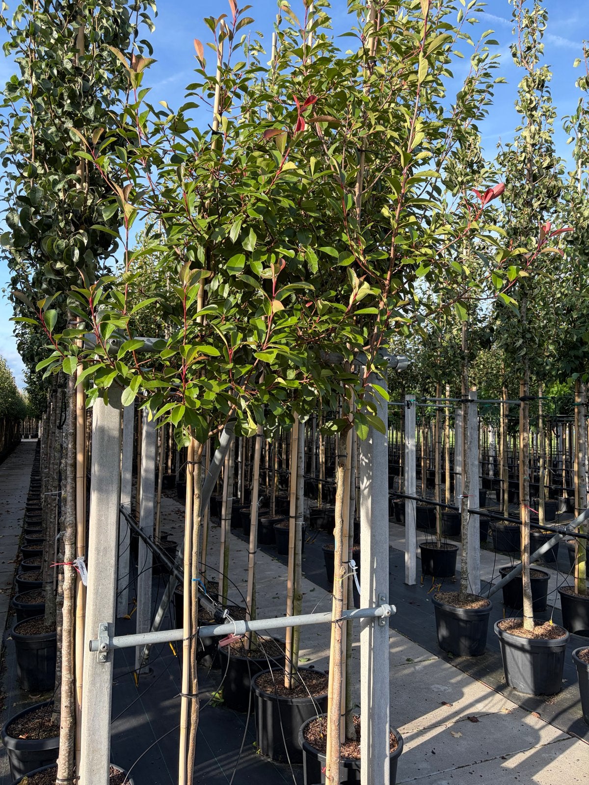 Photinia fraserie red robin stamomtrek 8/10 cm, In pot, Halfschaduw, 250 tot 400 cm, Overige soorten