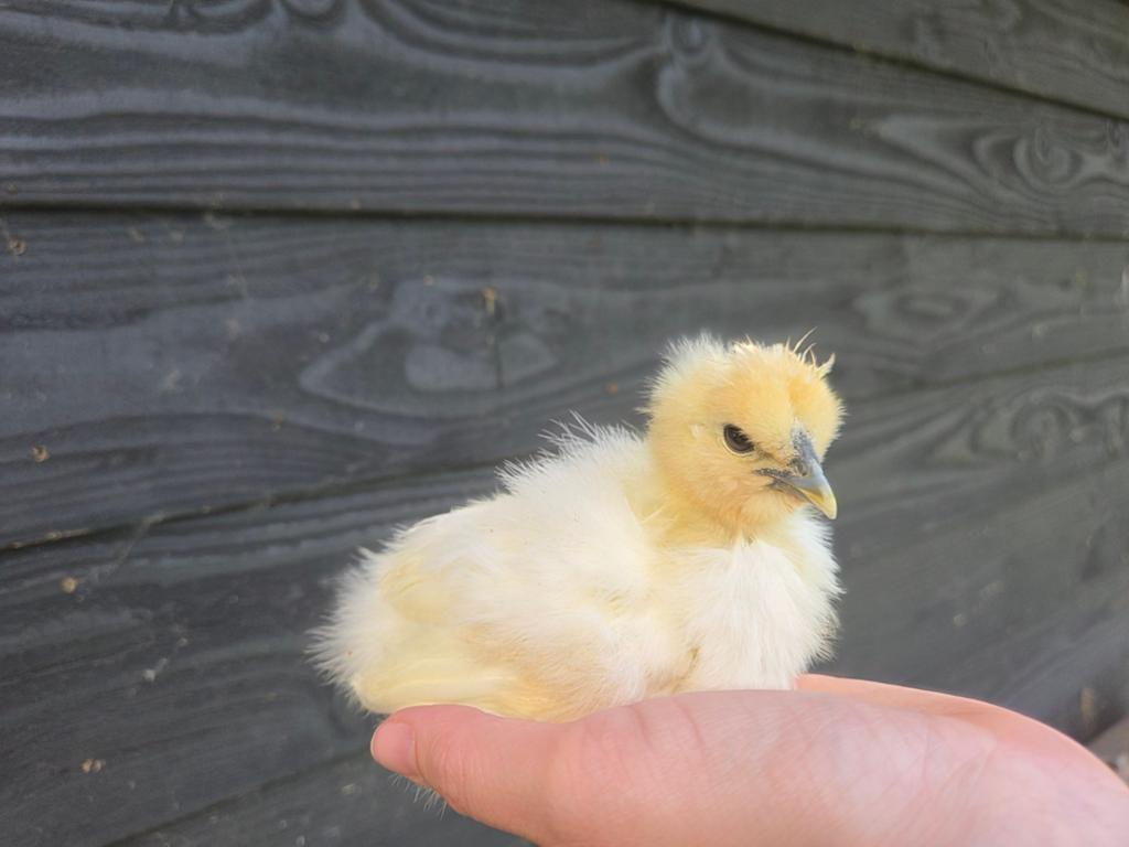 Zijdehoen hennen wit, Dieren en Toebehoren, Pluimvee, Kip, Vrouwelijk