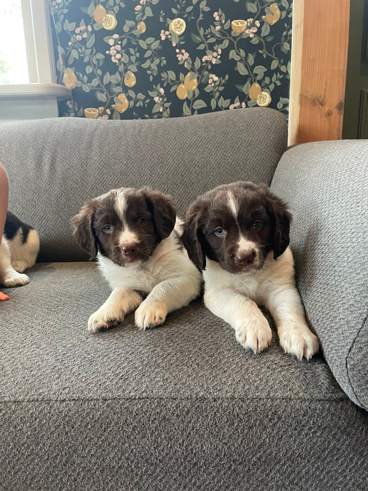 Friese stabij pups, 8 tot 15 weken, Meerdere, Meerdere dieren, Middel
