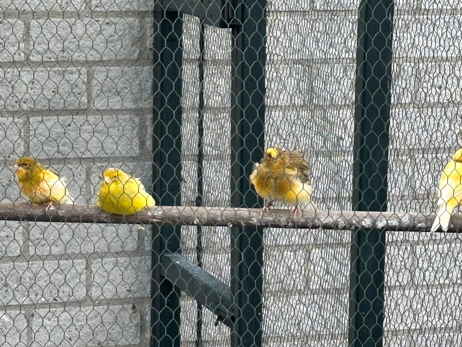 Kanaries te koop, Dieren en Toebehoren, Vogels | Kanaries, Meerdere dieren, Kleurkanarie
