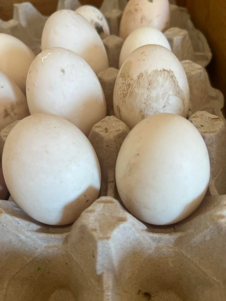 Bevruchte khaki campbelleend eieren, Ophalen of Verzenden, Nieuw, Overige typen