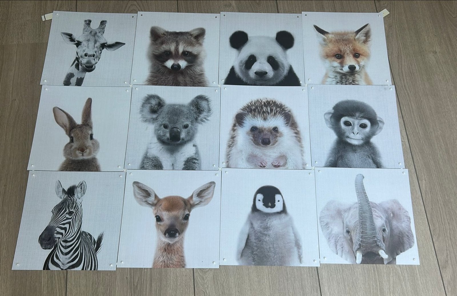 IXXI - Set van 12 schattige dierenprints voor kinderkamer, Ophalen, 75 tot 100 cm, 5 – 50, Print