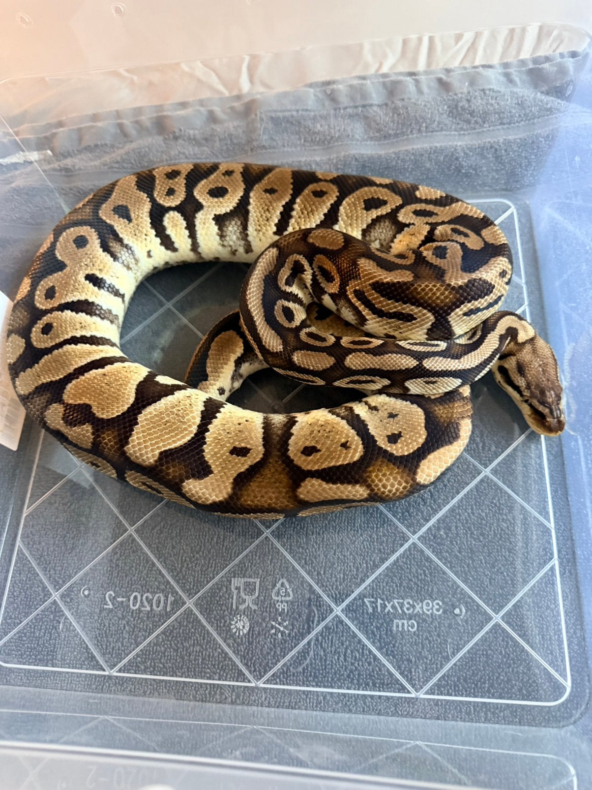 Koningspython 0.1 Ball Python photo 2