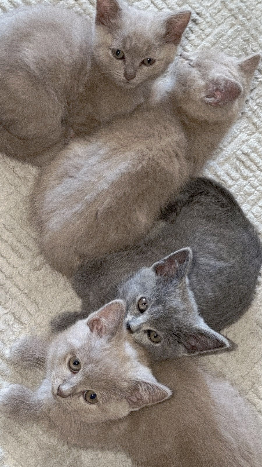 Nog 1 britse korthaar kitten blauw Poesje beschikbaar, Dieren en Toebehoren, Meerdere dieren, Ontwormd, 0 tot 2 jaar