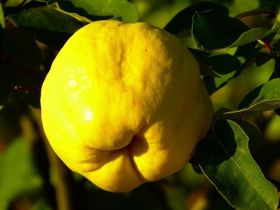 Kweepeer laagstam apart fruit mooie bloesem, Lente, Overige soorten, Volle zon, In pot