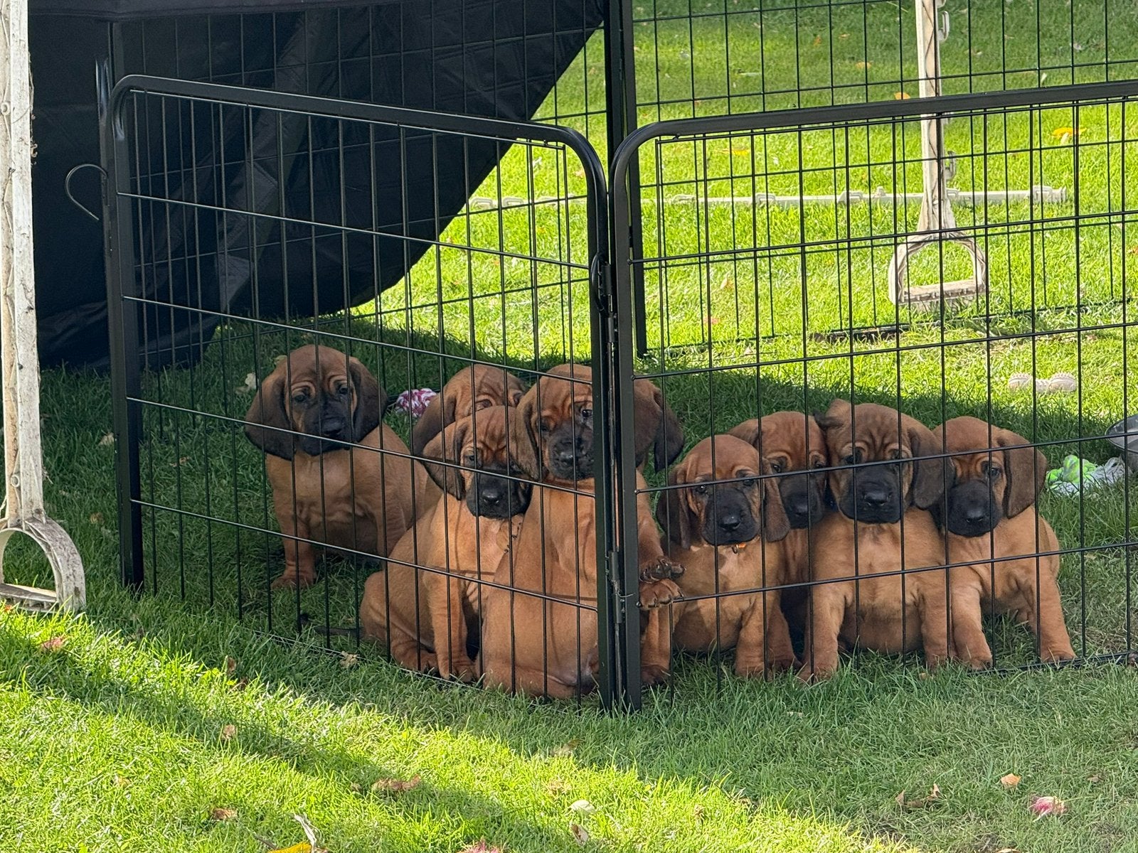 Gezinshond Hanoveraanse Zweethond pups, Overige rassen, 8 tot 15 weken, Meerdere, Meerdere dieren
