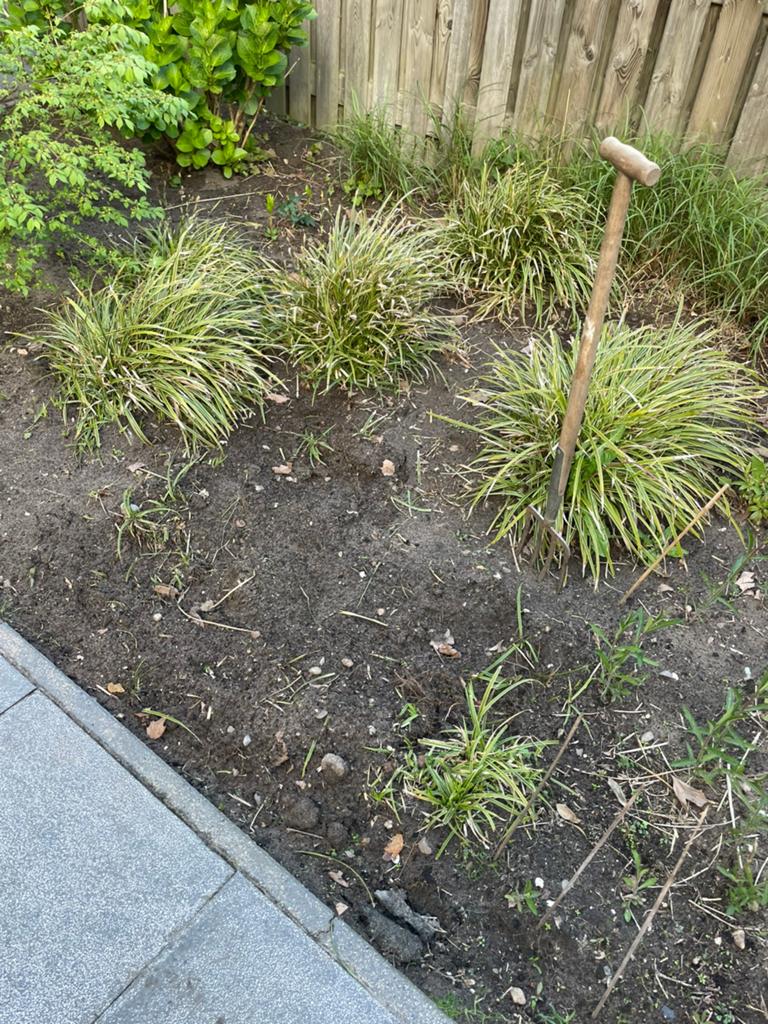 Gratis carex siergrassen: 3 grote, 1 medium en zaailingen, Ophalen, Vaste plant, Siergrassen, Bloeit niet