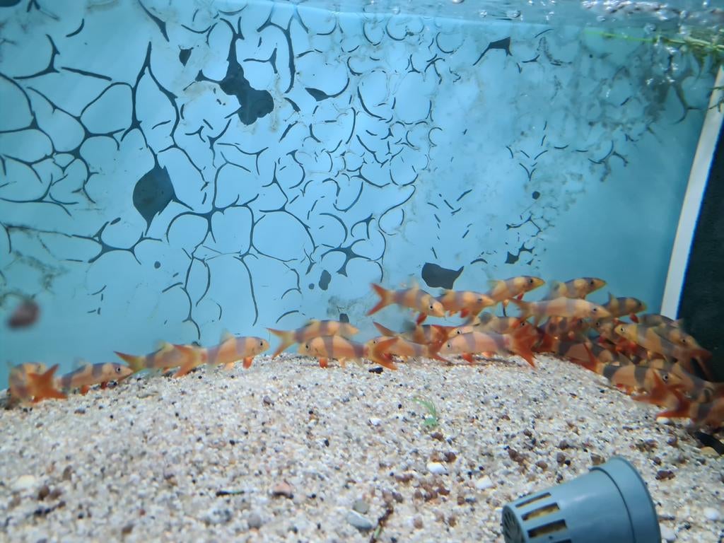 Clown Botia, Slakkeneter, Chromobotia Macracanthus, Vis, Zoetwatervis