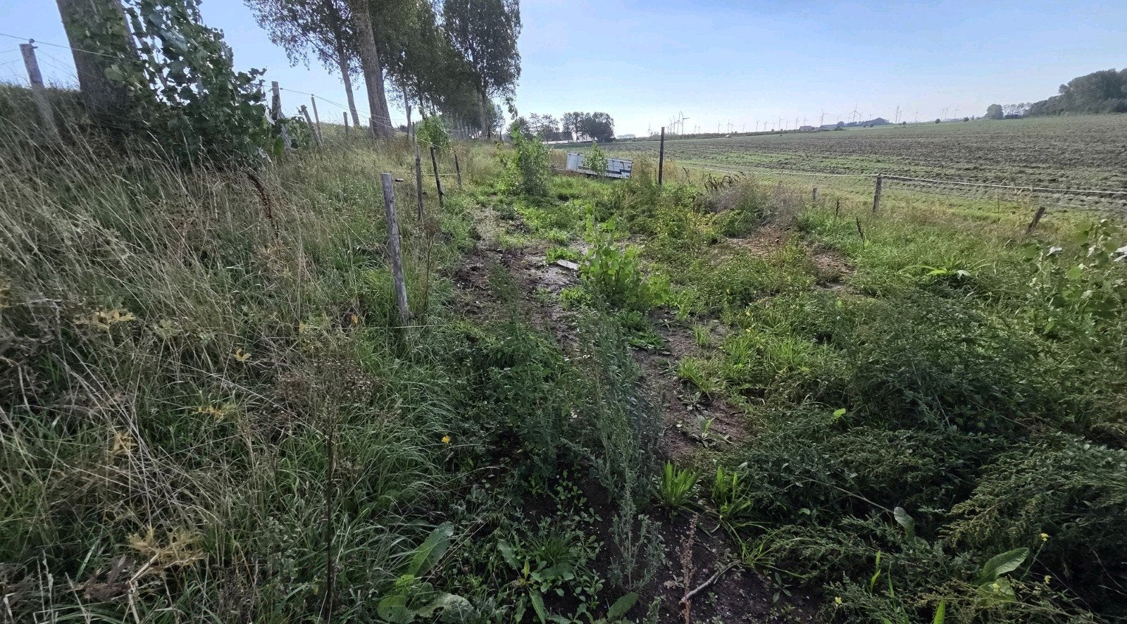 stuk dijkweide te huur, Dieren en Toebehoren, Weidegang