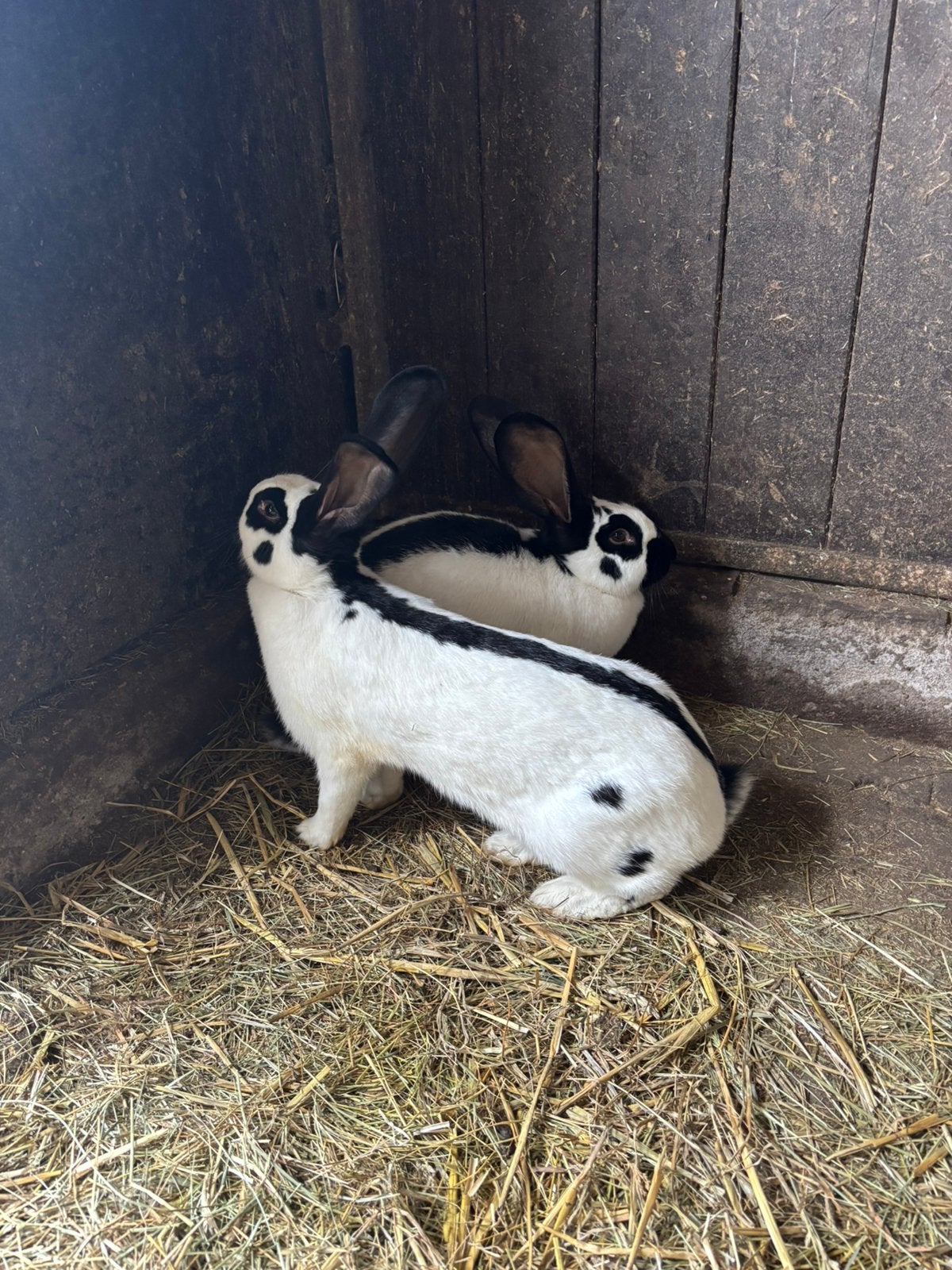 Lotharinger groot voedsters, Dieren en Toebehoren, Vrouwelijk, Groot, 0 tot 2 jaar
