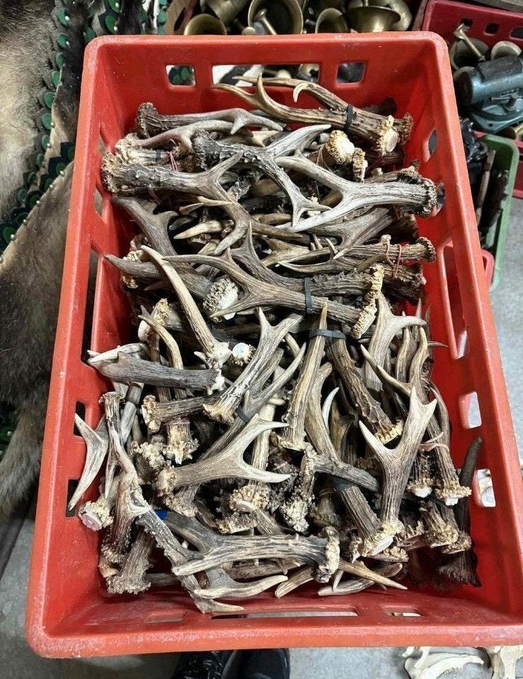 Reebok geweitjes taxidermie opgezette dieren afwerpstangen, Verzamelen, Dierenverzamelingen, Ophalen, Nieuw, Opgezet dier
