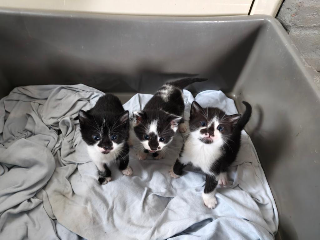 Nestje lieve kittens, Dieren en Toebehoren, Meerdere dieren
