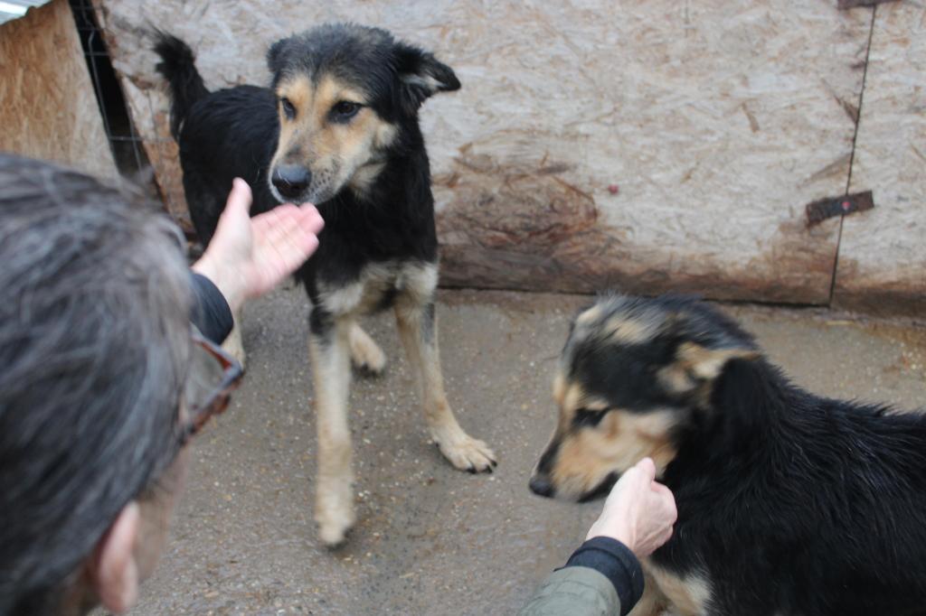 Mooie, stoere Cody ter adoptie!, Dieren en Toebehoren, Honden | Niet-rashonden, Particulier, Buitenland, Teef, Eén hond