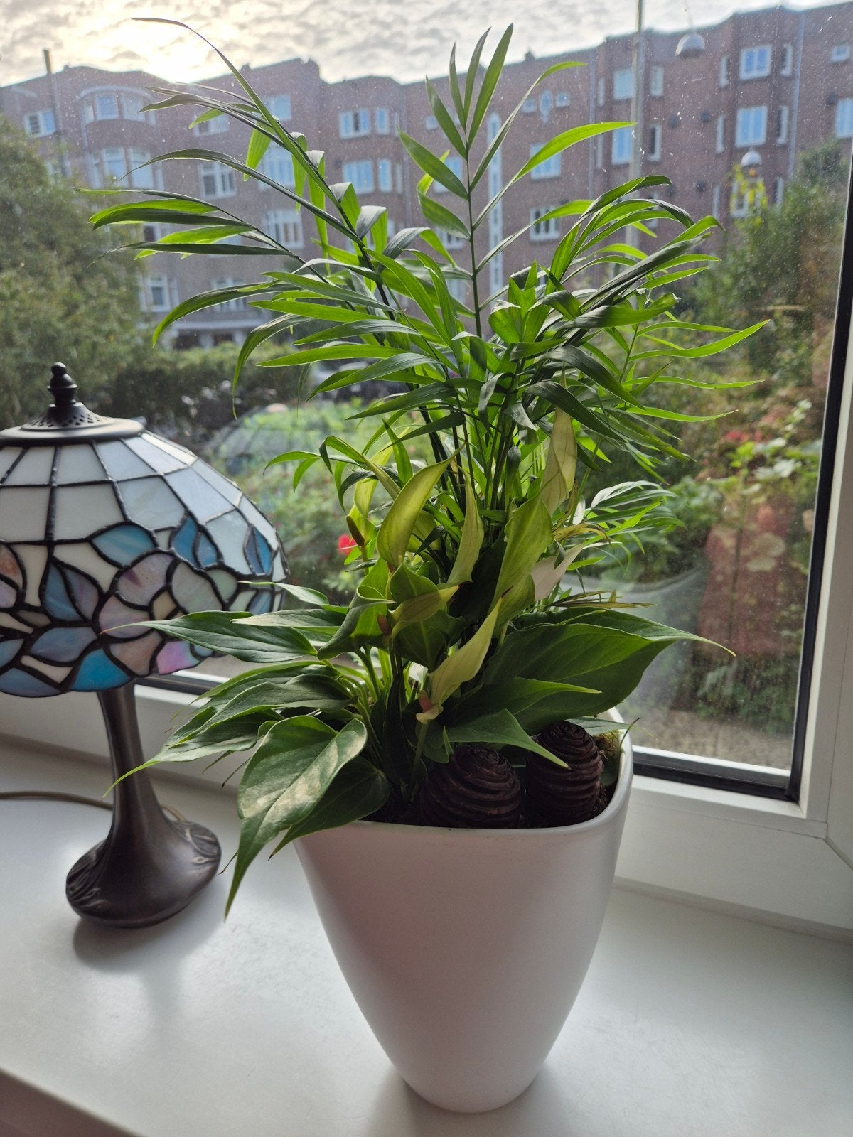 Kamerplanten arrangement in witte pot, Huis en Inrichting, Ophalen, Palm, Halfschaduw, In pot