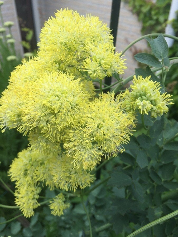 Ruit, Thalictrum, Tuin en Terras, Planten | Tuinplanten, Vaste plant, Overige soorten, Halfschaduw, Zomer, Ophalen of Verzenden