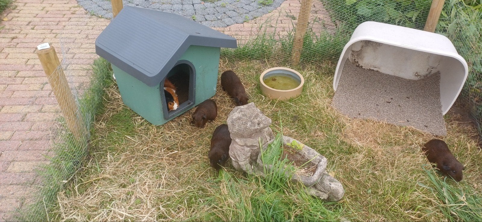 Spoed  cavias  op  te  halen ., Dieren en Toebehoren, Januari, Meerdere dieren, Cavia