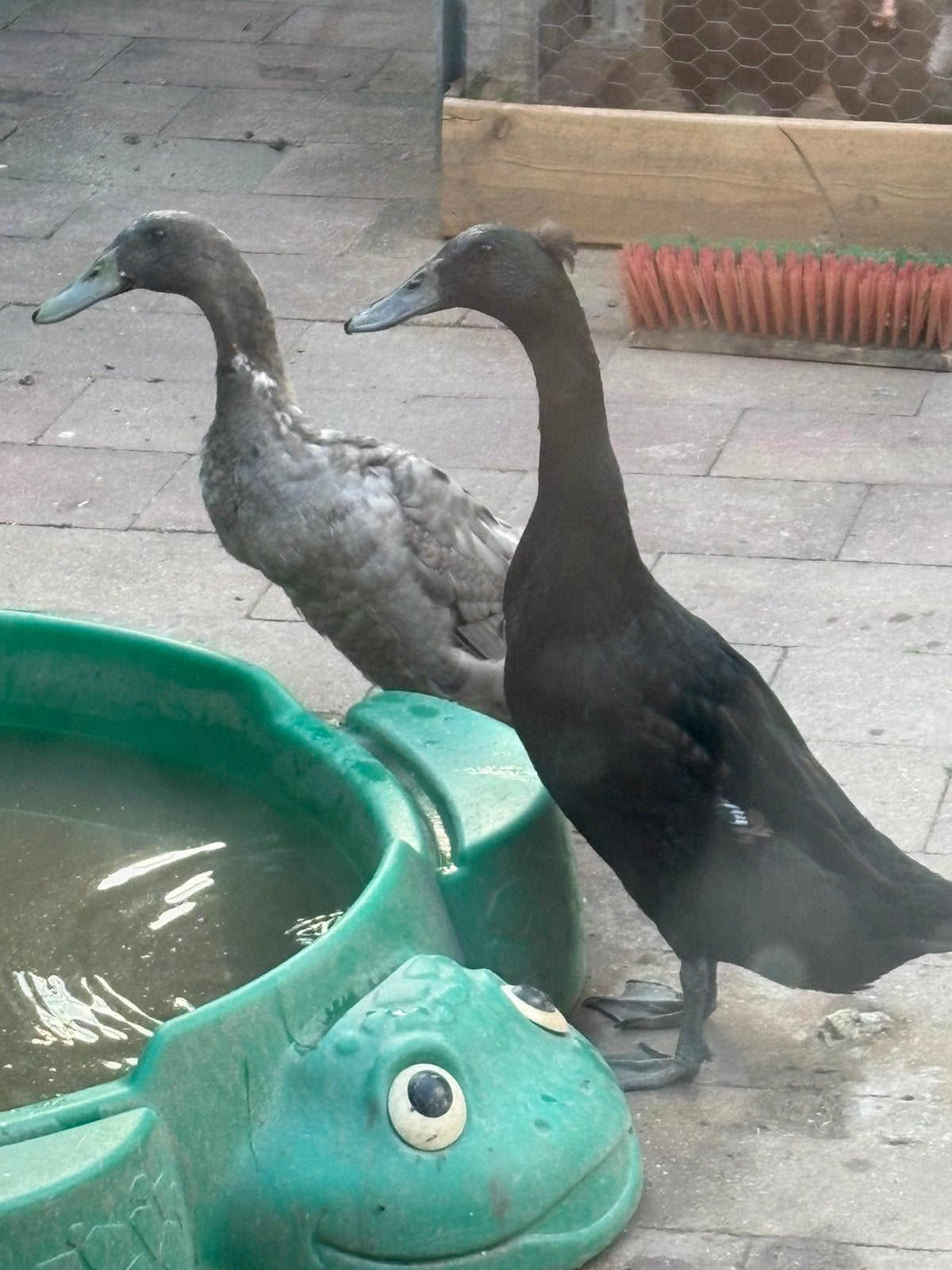 2 indische loopeenden, Dieren en Toebehoren, Pluimvee, Meerdere dieren, Eend