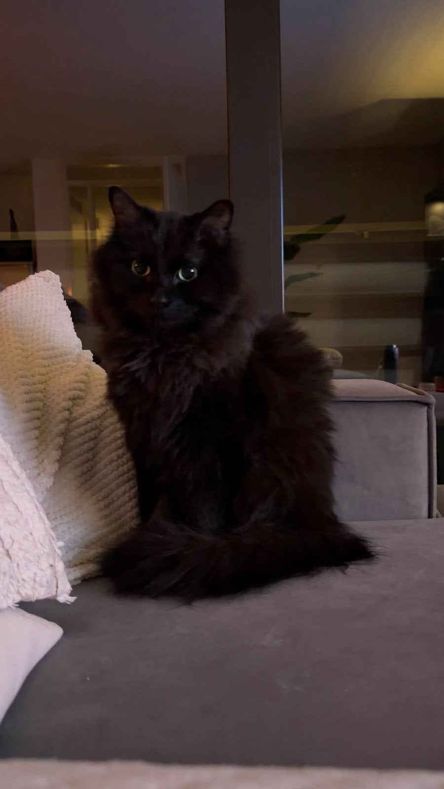 Prachtige langharige kater, Dieren en Toebehoren, Kater, Langharig