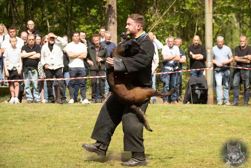 Mechelse herder reu staat der dekking, Dieren en Toebehoren, Honden | Dekreuen, Reu, Parvo, Eén hond, 3 tot 5 jaar