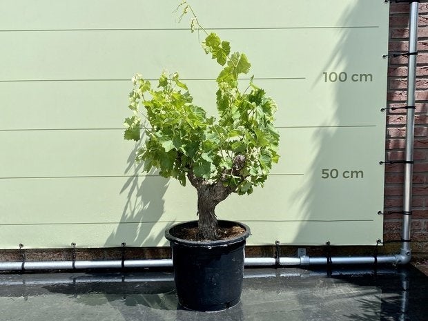 Druivenboom - Druif op oude stam - stamomvang 25-35 cm, Tuin en Terras, Planten | Bomen, 100 tot 250 cm, Zomer, Volle zon, In pot