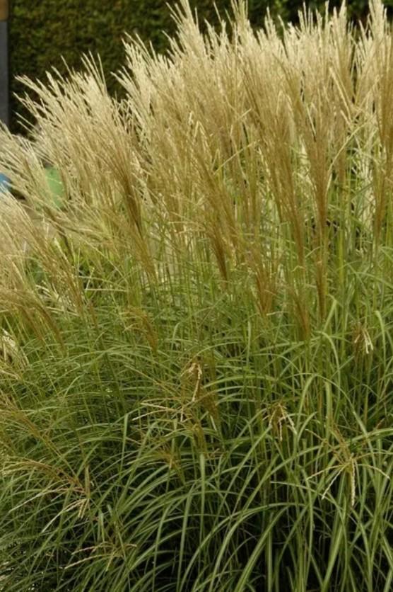 Miscanthus sinensis P9, Ophalen of Verzenden, Vaste plant, Siergrassen, Halfschaduw
