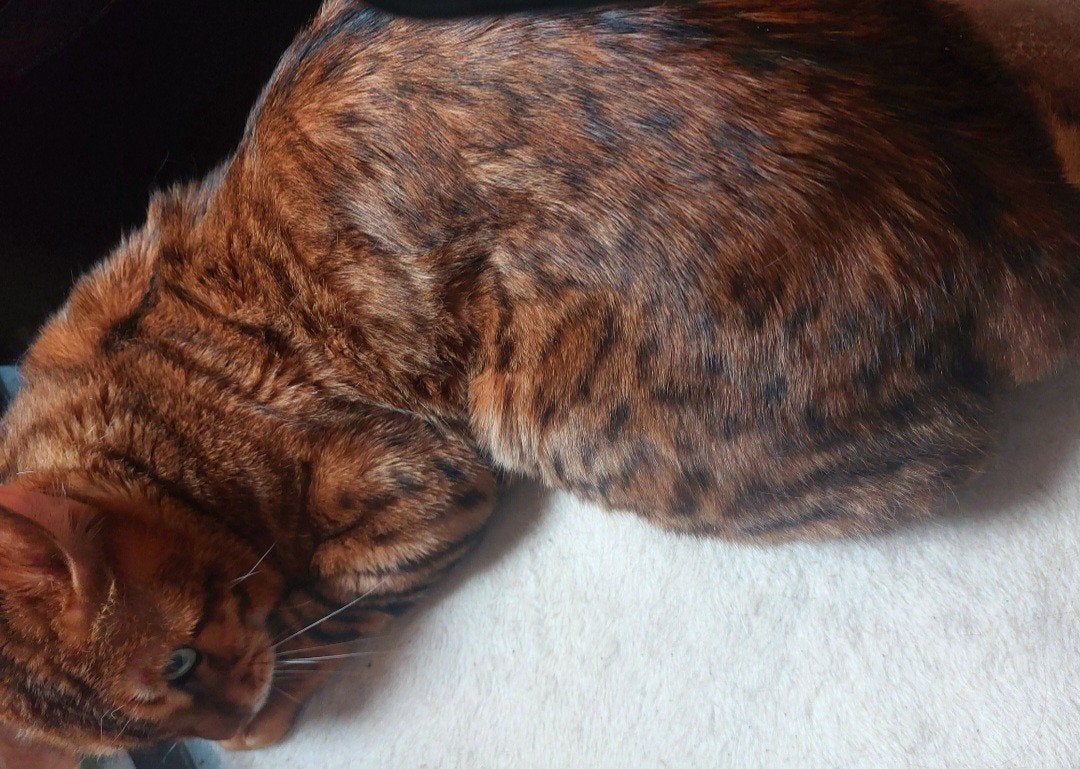 Prachtige bengaal kater!!, Dieren en Toebehoren, Katten en Kittens | Raskatten | Korthaar, Kater, 0 tot 2 jaar