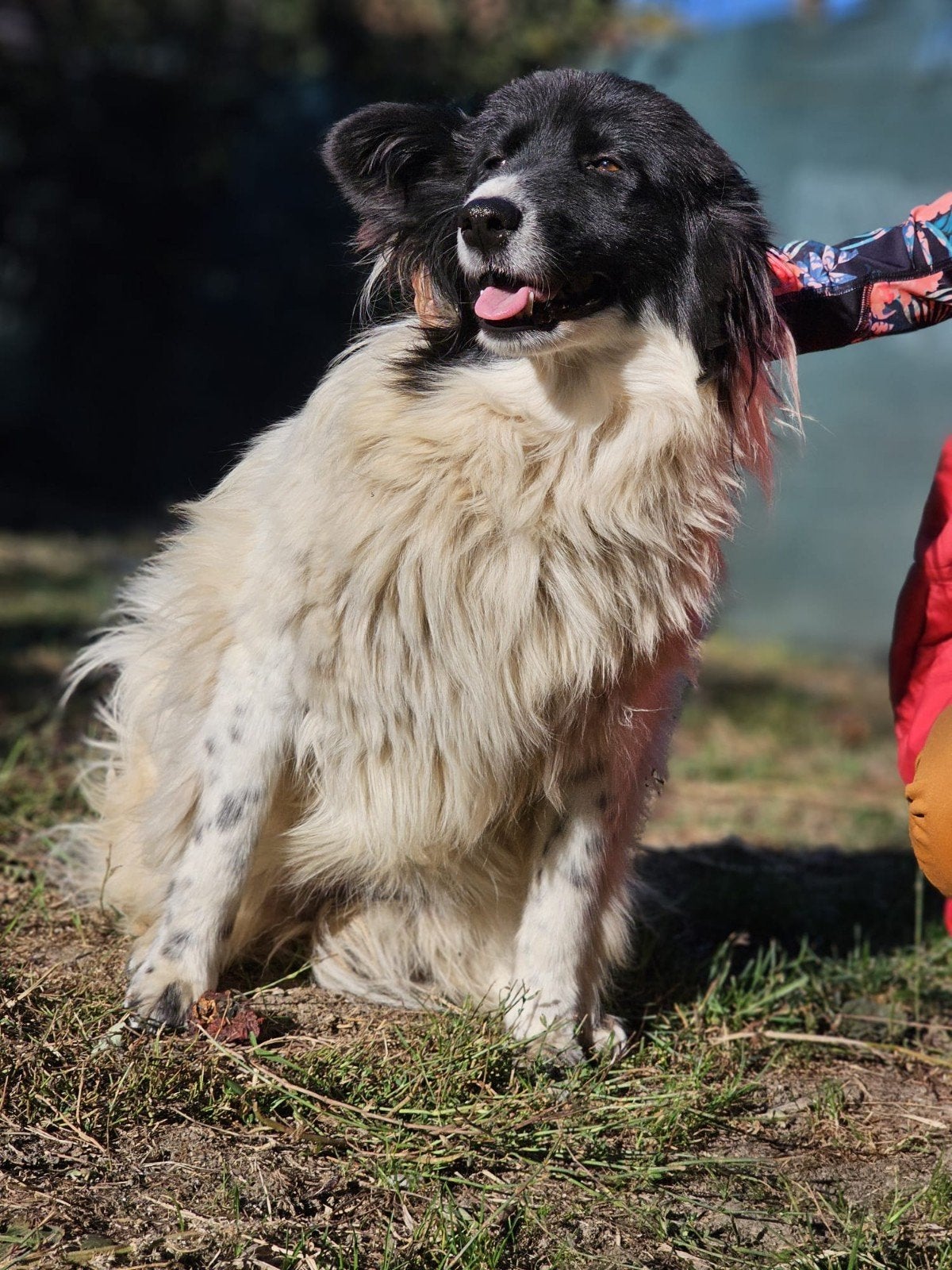 Linda zoekt een baasje, 15 weken tot 1 jaar, Buitenland, Eén hond, Klein