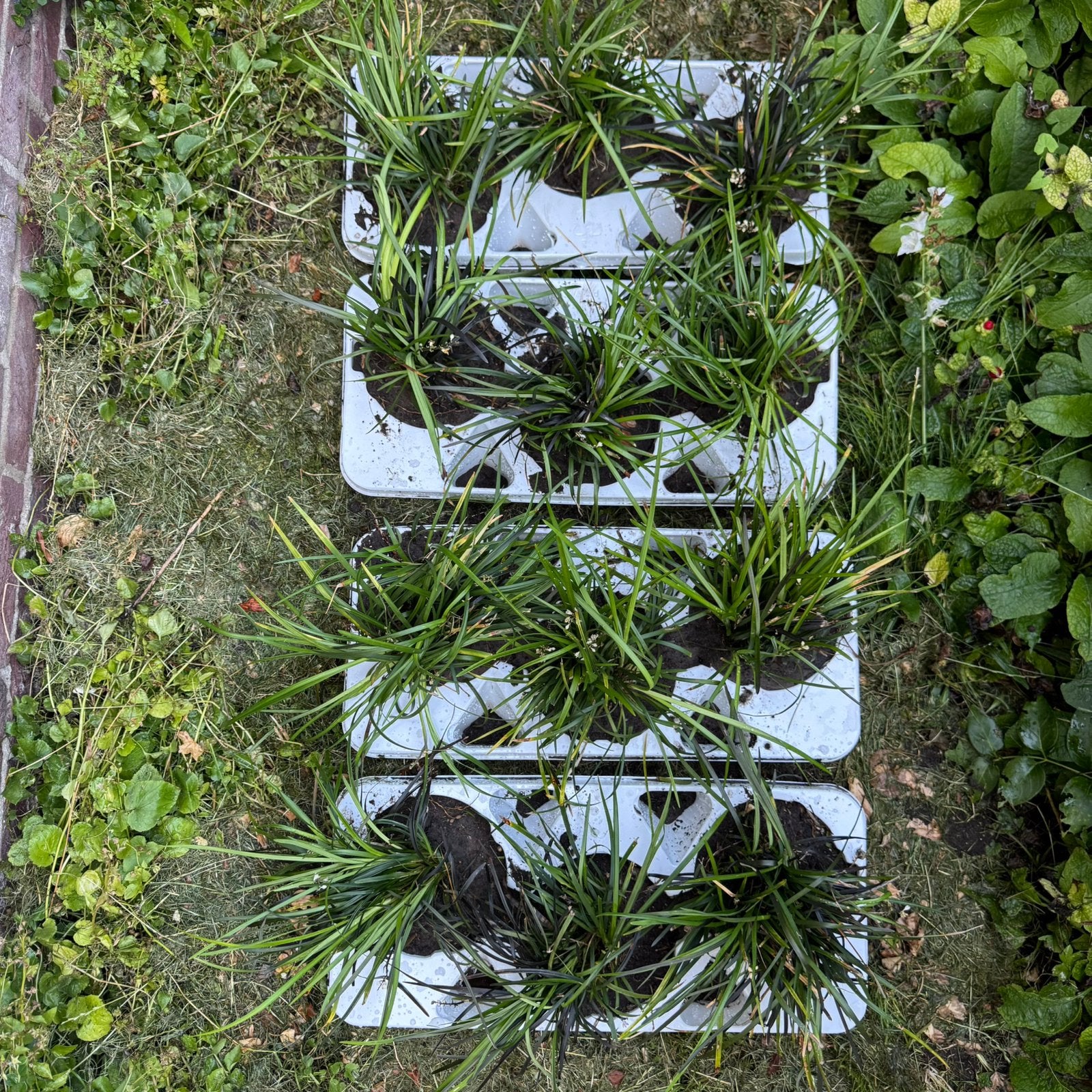 Slangenbaard potmaat 20 cm, Tuin en Terras, Ophalen, Overige soorten, Volle zon