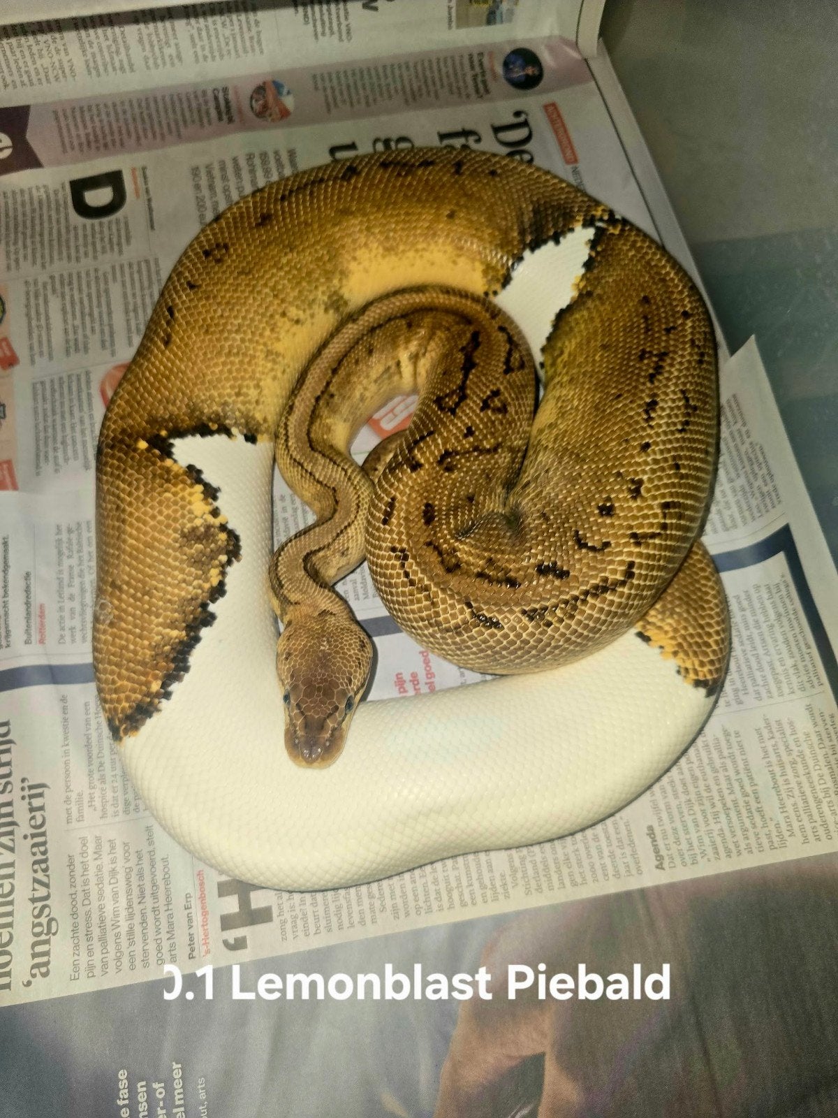 verschillende python regius, koningspythons, slang, Slang, 0 tot 2 jaar