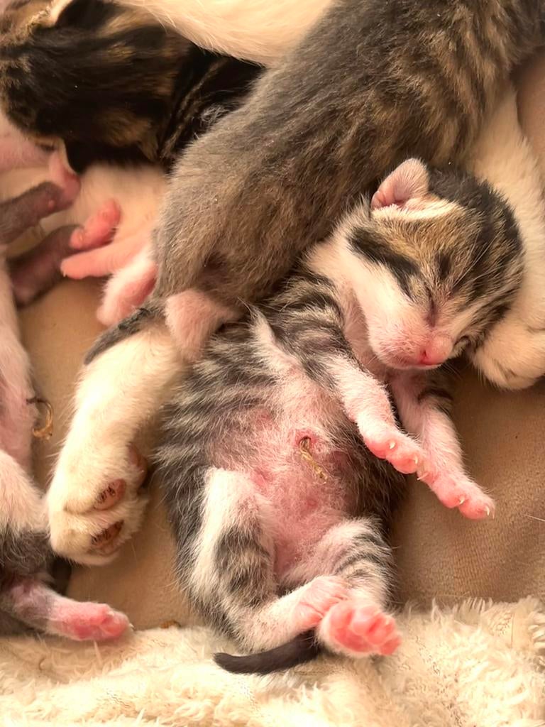 Kittens (mogen weg over 12-13 weken), Dieren en Toebehoren, Meerdere dieren