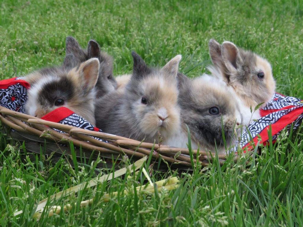 Konijnen 7 stuks, Dieren en Toebehoren, Konijnen, Geslacht onbekend, Middelgroot, 0 tot 2 jaar