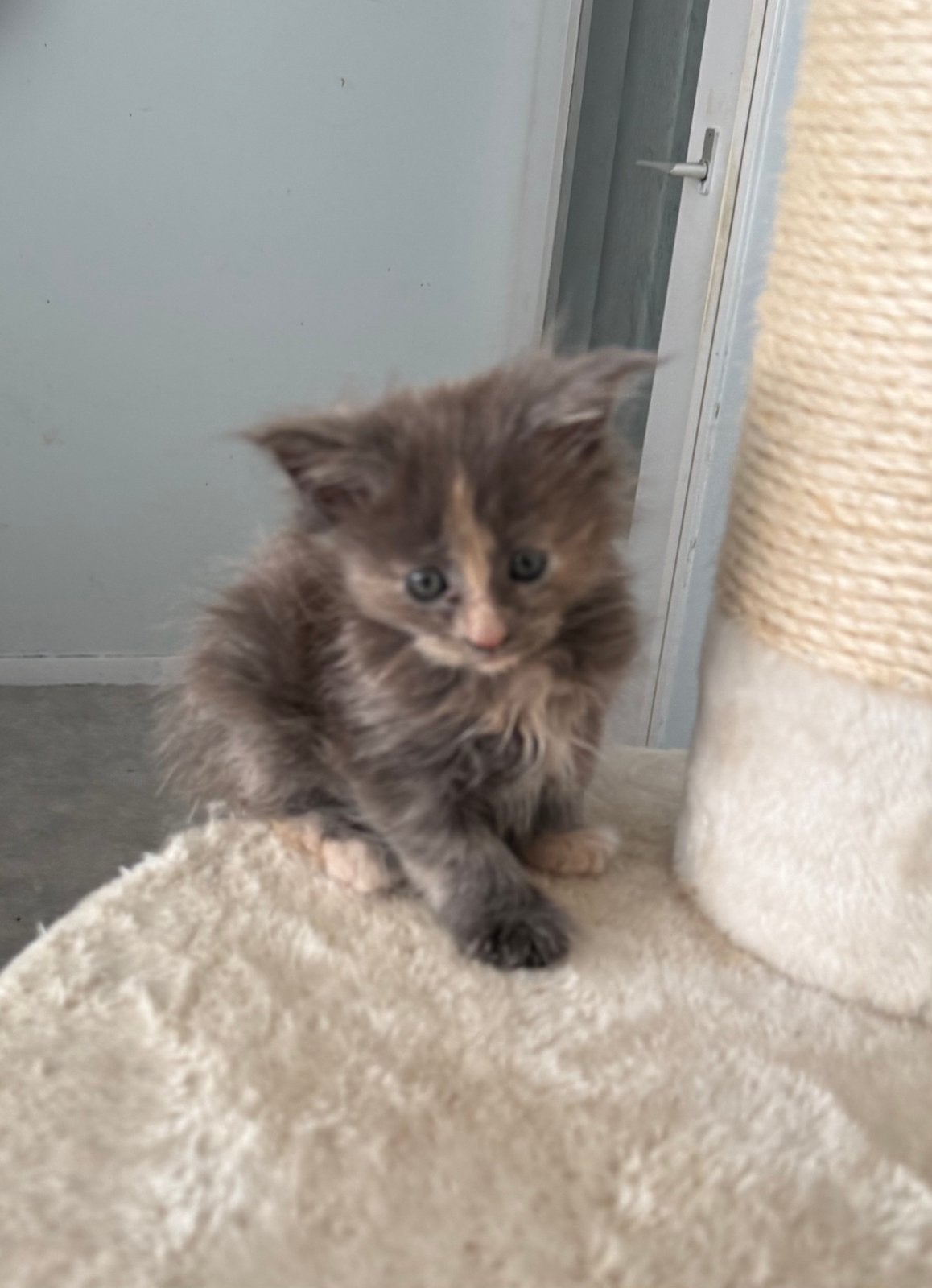 Maine Coon kittens met stamboom, Meerdere dieren, Met stamboom, 0 tot 2 jaar