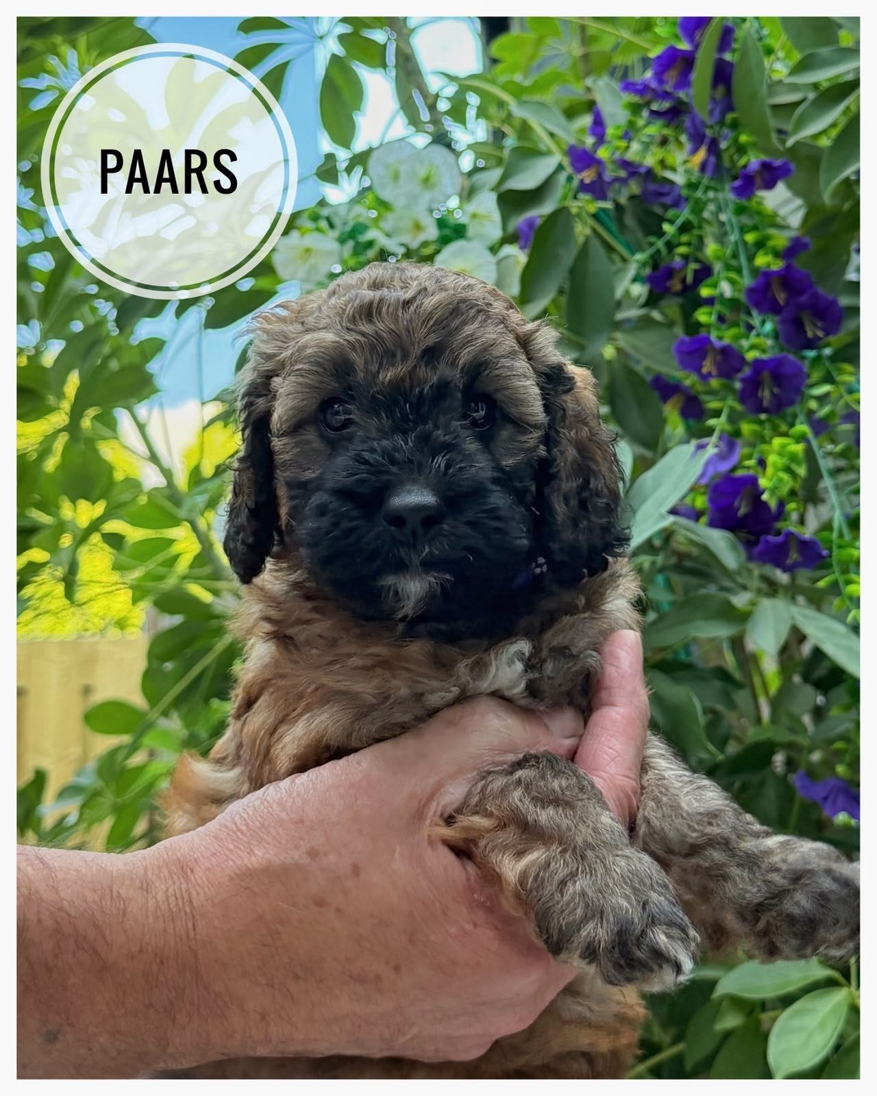 Goldendoodle F3 medium  pups geboren 18-6-2026, Parvo, Overige rassen, 8 tot 15 weken, Meerdere