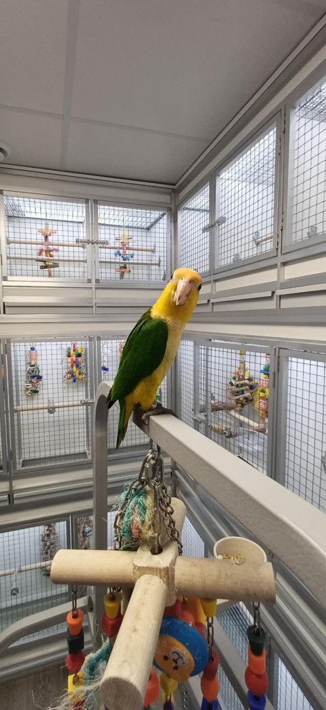 witbuikcaique, Meerdere dieren, Papegaai, Tam