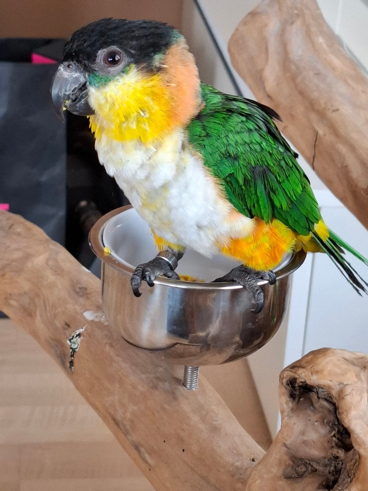 super tam zwartkop Caique jong 8 maanden, Meerdere dieren, Papegaai, Tam