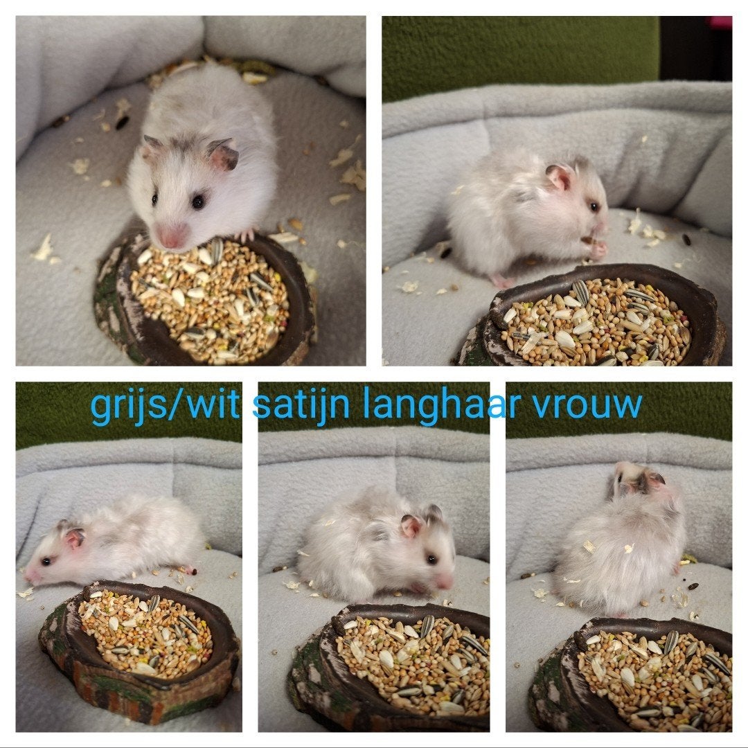 Super leuke goudhamsters, Dieren en Toebehoren, Knaagdieren, Hamster, Juni, Meerdere dieren, Tam