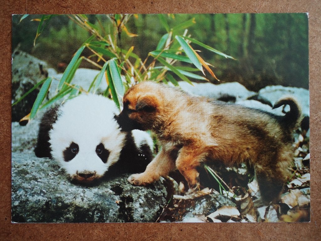 (409) Dierenkaart: PANDA en HOND, Verzenden, 1980 tot heden, Gelopen, Overige soorten