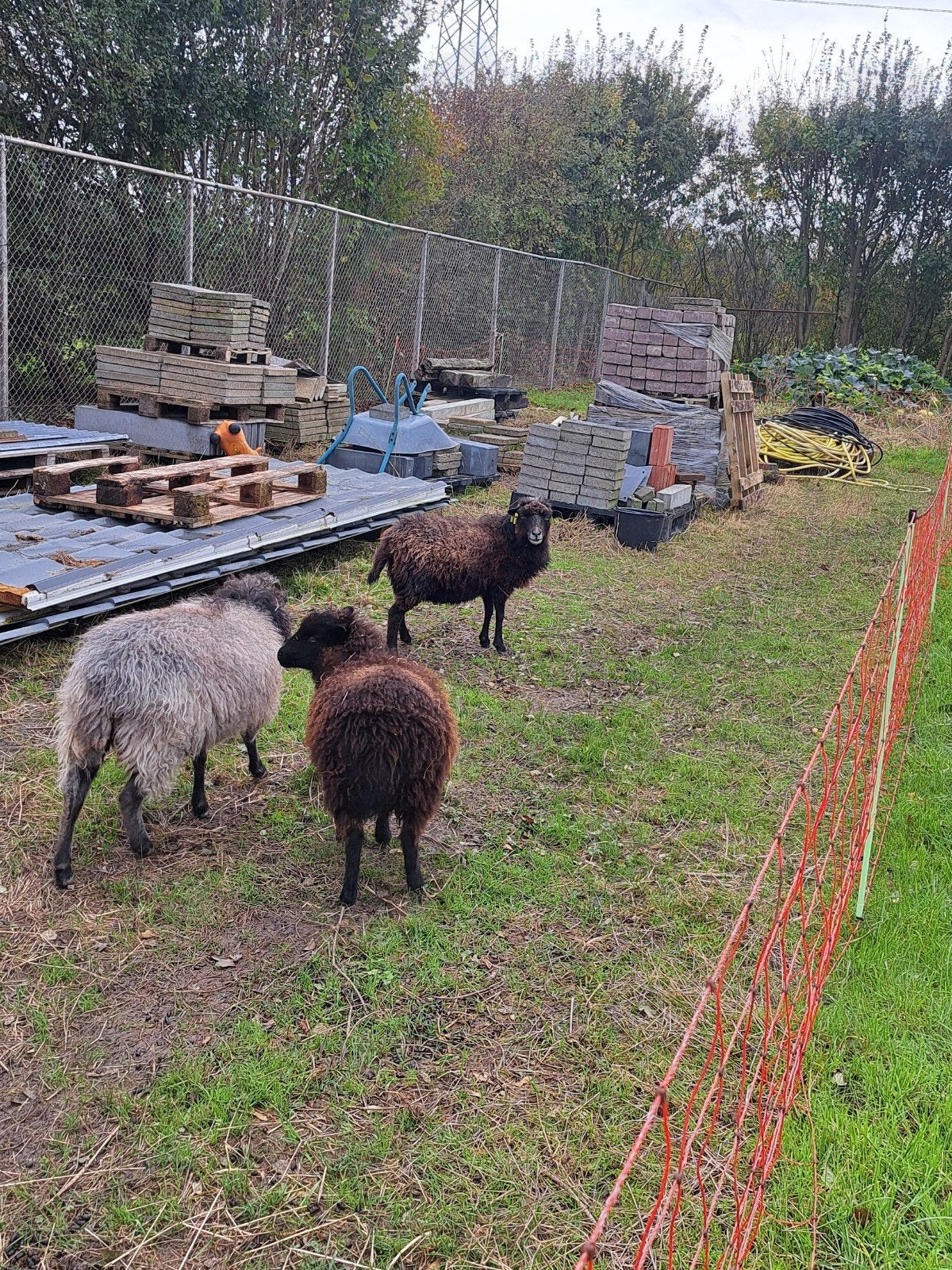 Ouessant schaap, Vrouwelijk, Schaap, 3 tot 5 jaar