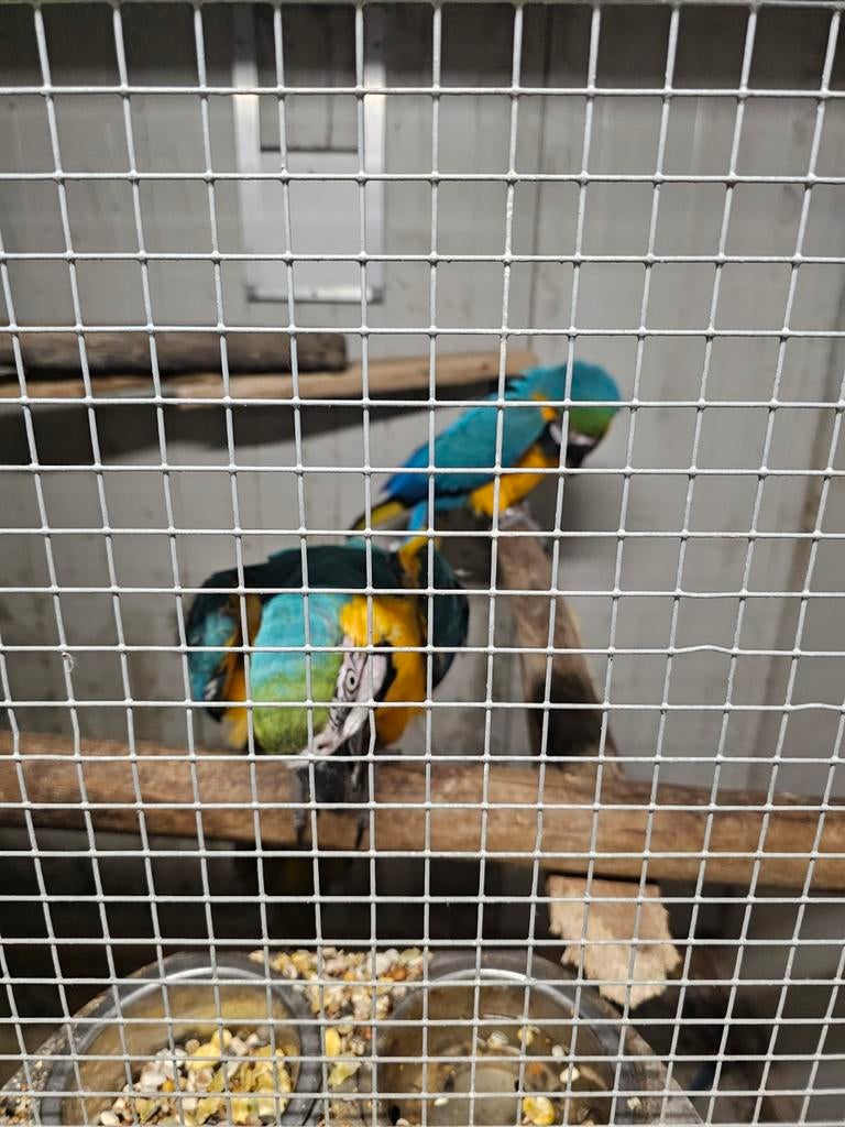 Ara blauw gele, Dieren en Toebehoren, Vogels | Parkieten en Papegaaien, Meerdere dieren, Papegaai