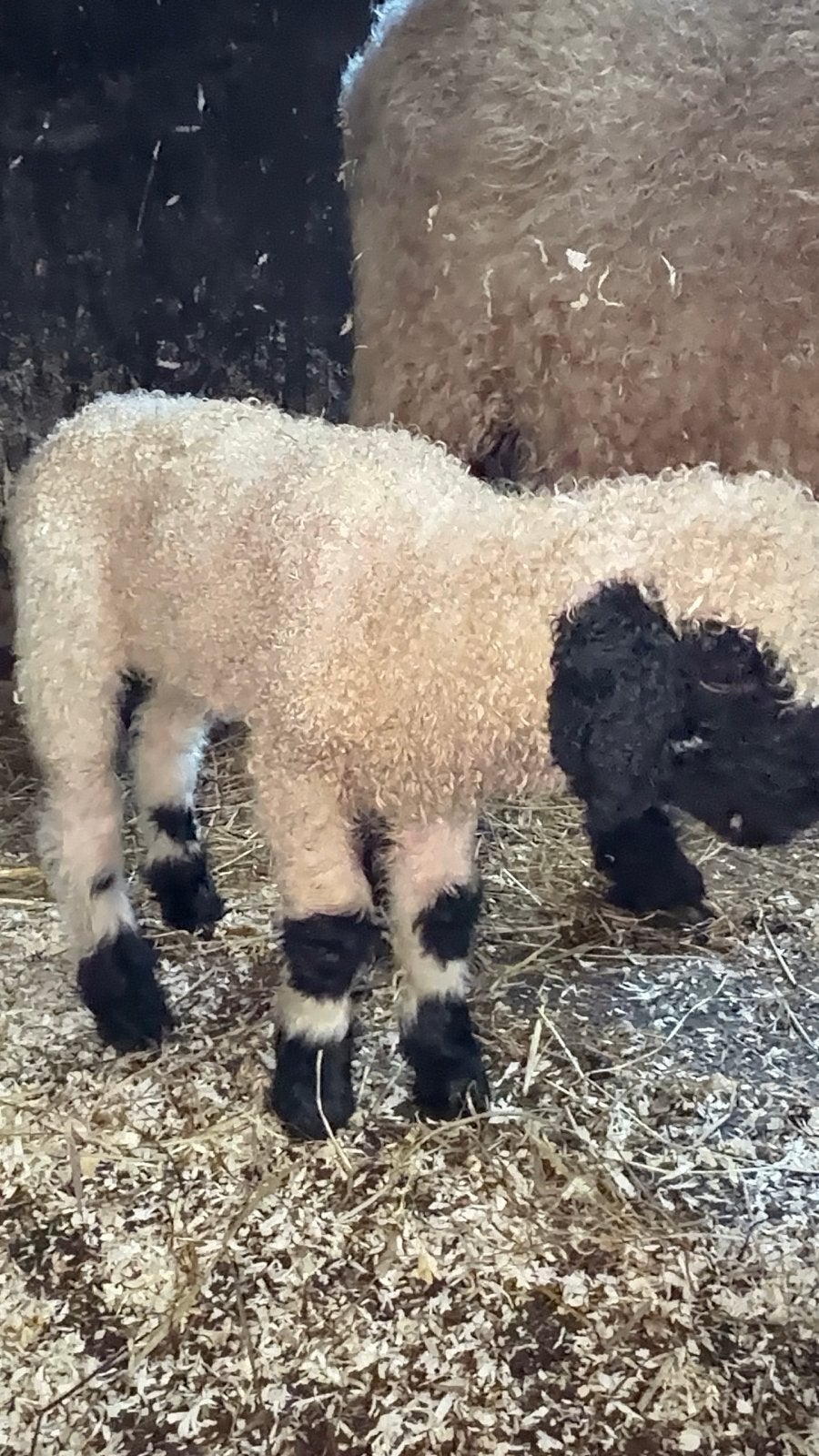 Mooie walliser schwarznase ram