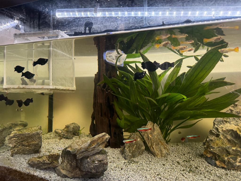 Ballon molly visjes, Dieren en Toebehoren, Vissen | Aquariumvissen, Vis