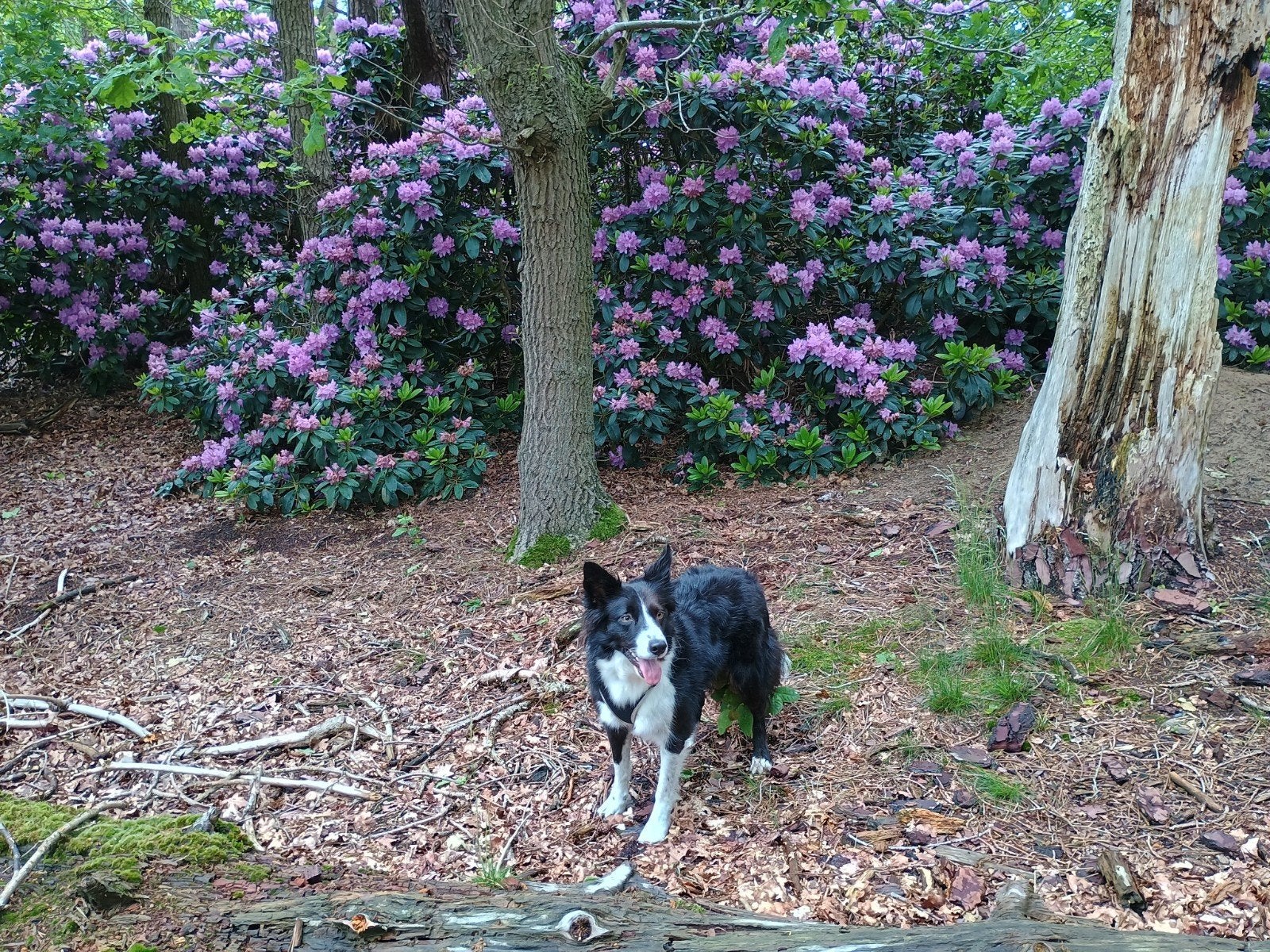 Leuke border collie - oppas gezocht, Overige merken, Ophalen of Verzenden, Gebruikt, Overige typen