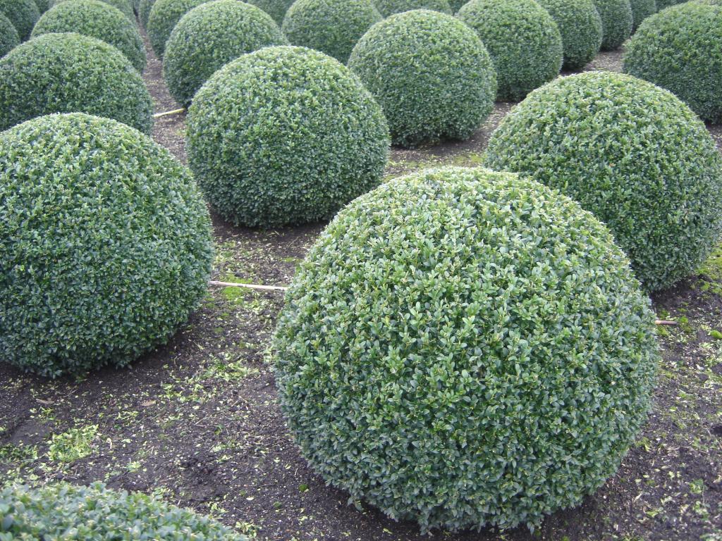 Buxus bollen diverse maten 25cm t/m 90cm al vanaf €5,-, Volle zon, Vaste plant, Bloeit niet, Ophalen