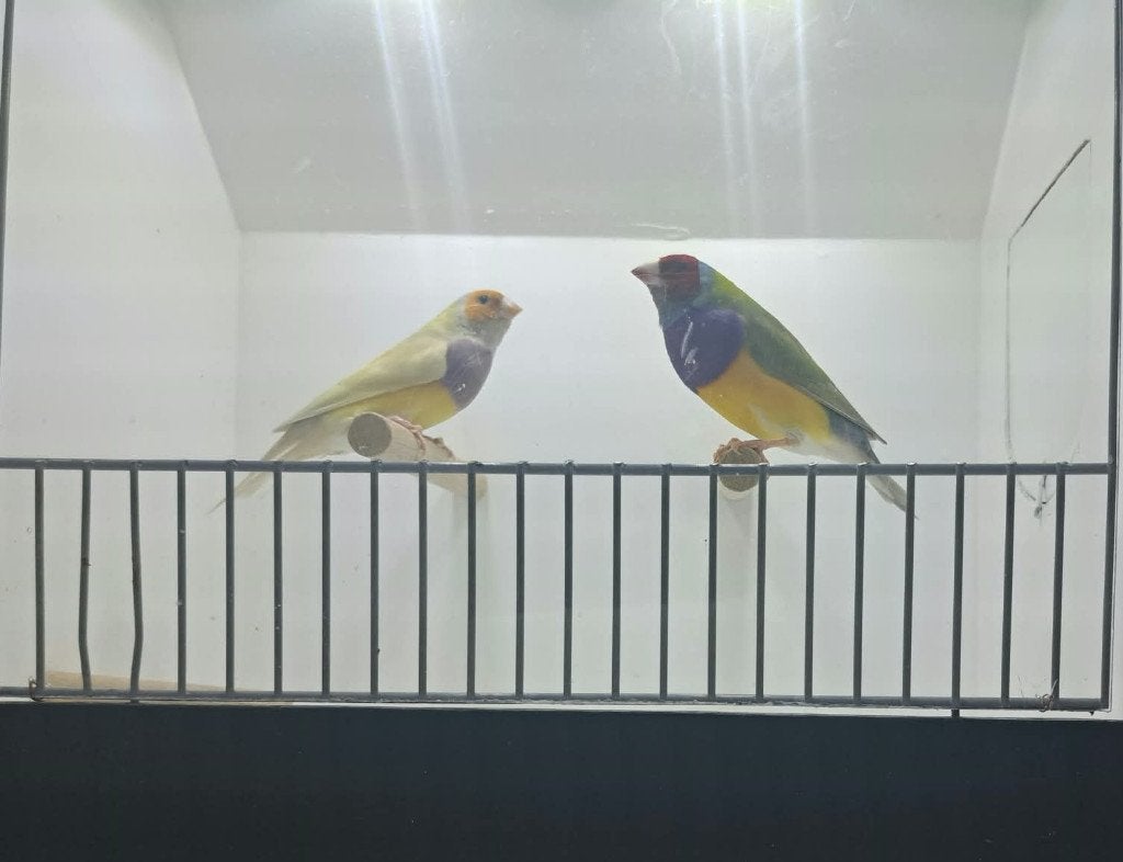 Gould's, Meerdere dieren, Tropenvogel, Geringd