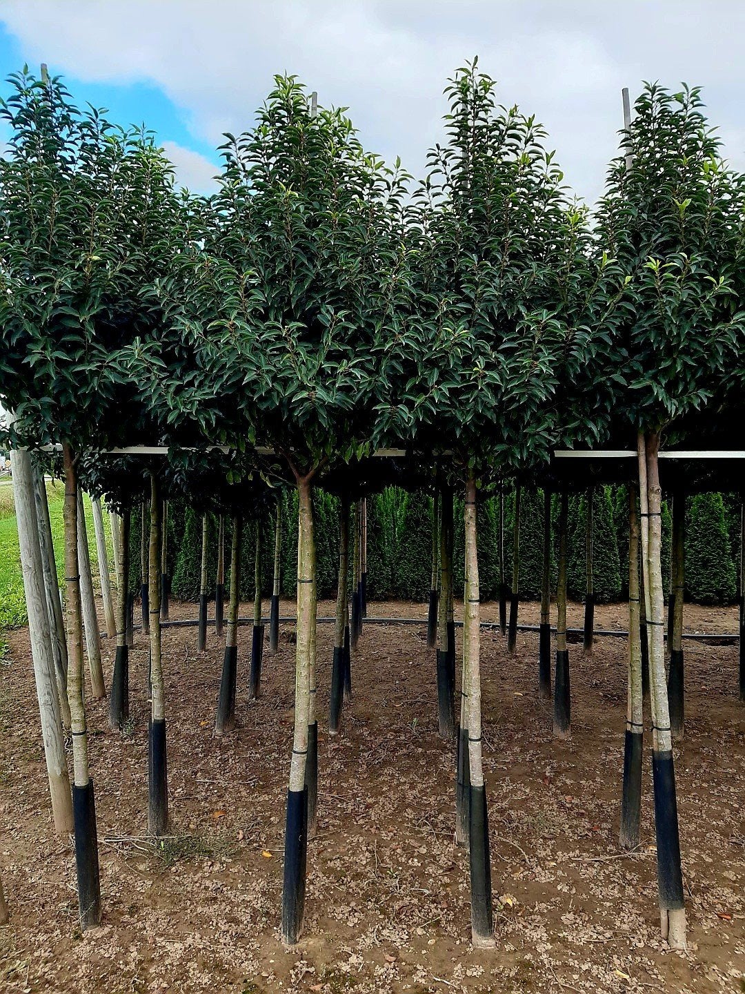 Laurier prunus Lusitanica Angustifolia 🌳❗hoogstam❗🌳, Tuin en Terras, Planten | Bomen, Ophalen, Halfschaduw, 100 tot 250 cm