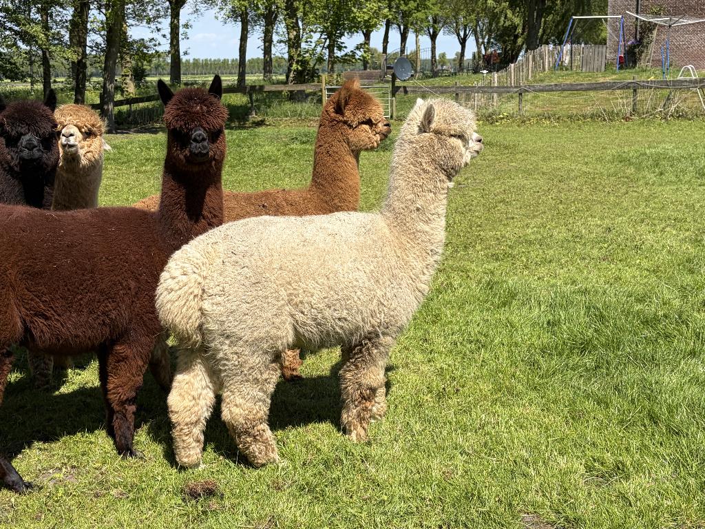 Witte drachtige alpaca merrie, September, Vrouwelijk