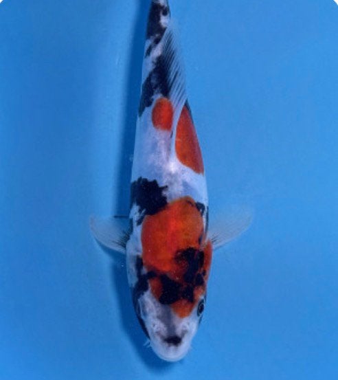 Koi veiling & verkoop japanse import!, Karper of Koi