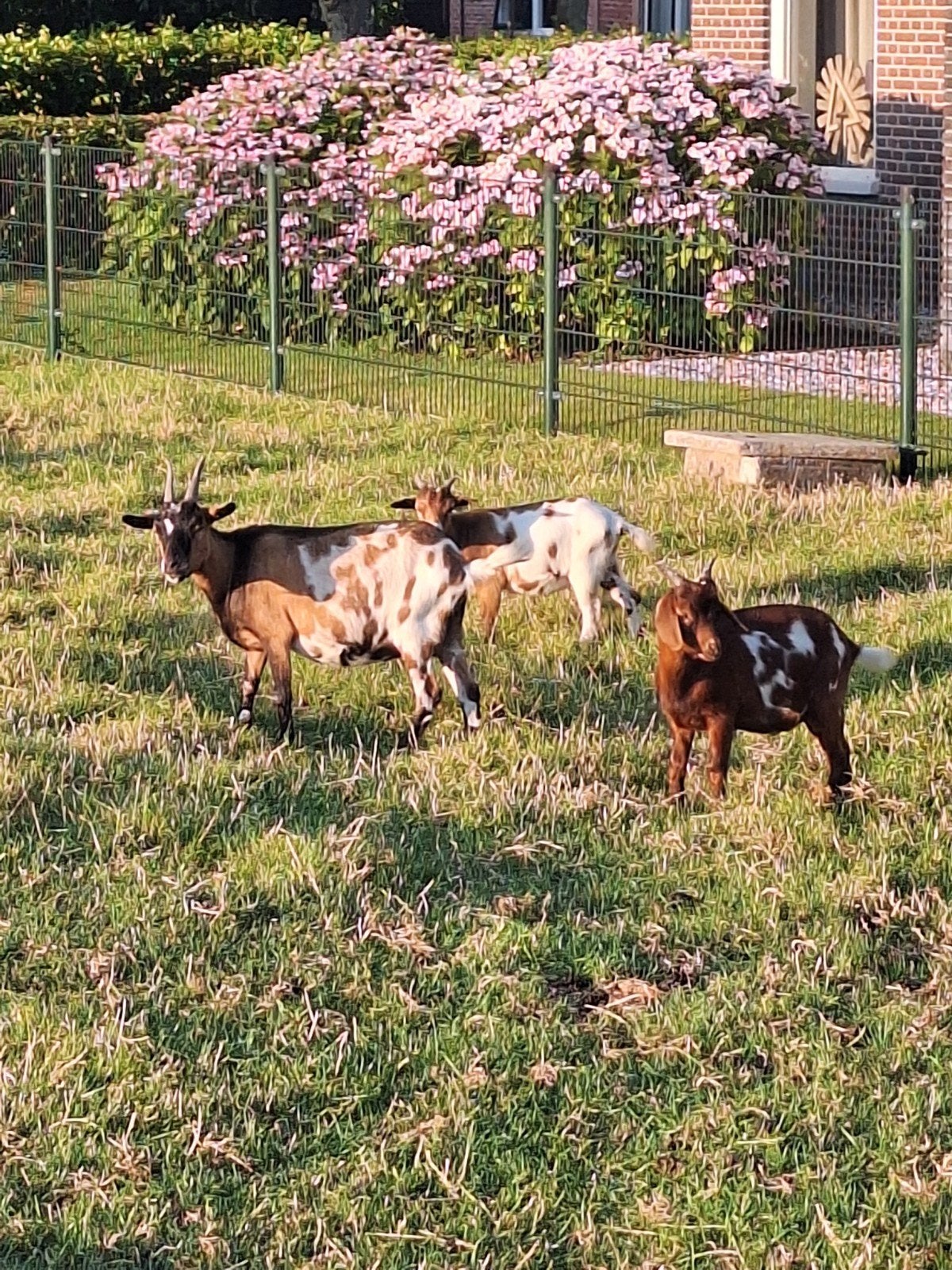 diverse geiten te koop⁰, Dieren en Toebehoren, Schapen, Geiten en Varkens, Meerdere dieren, Geit