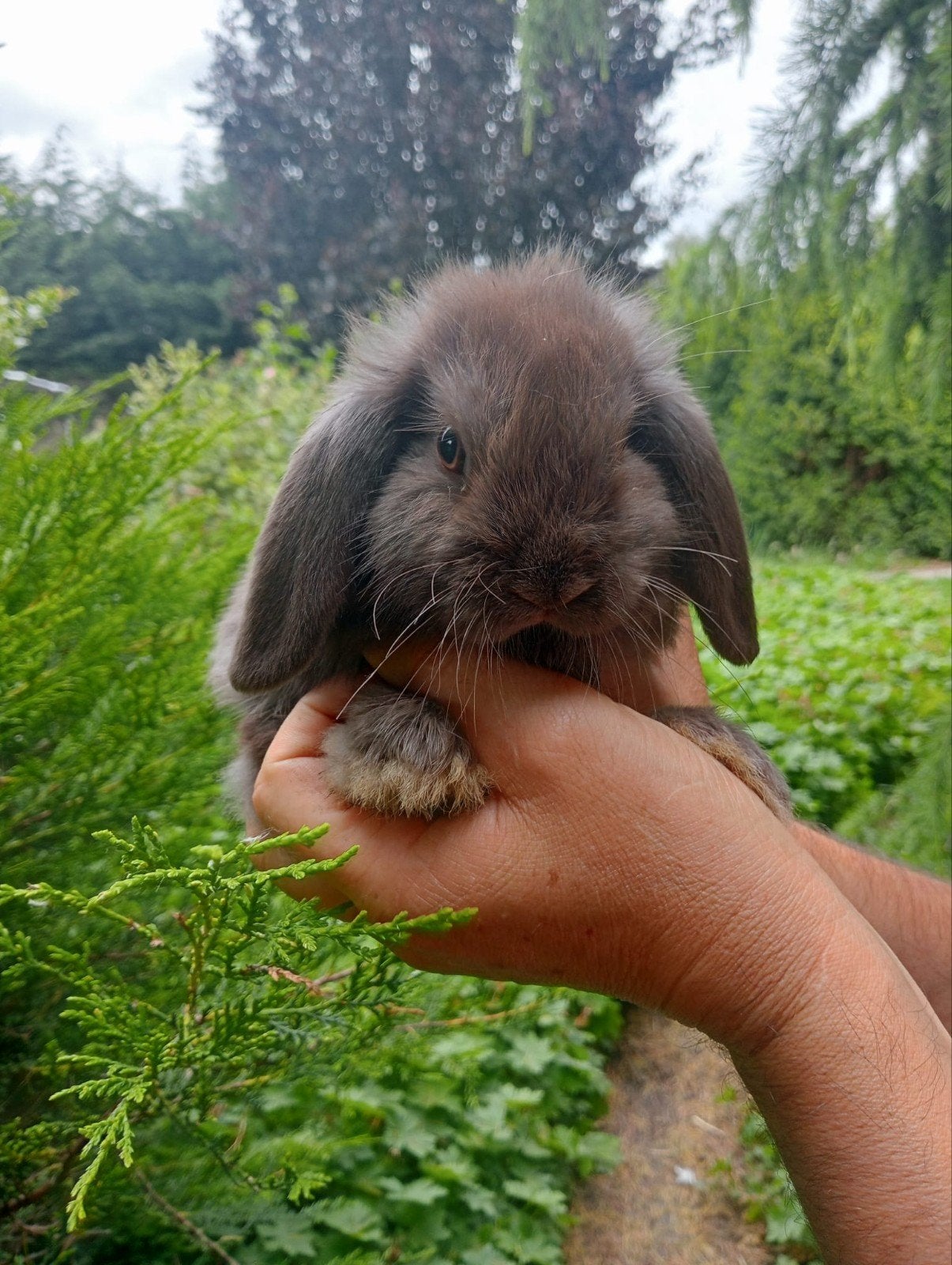 Nederlandse dwerghangoor NHD konijntjes van 7 wk, Meerdere dieren, Dwerg