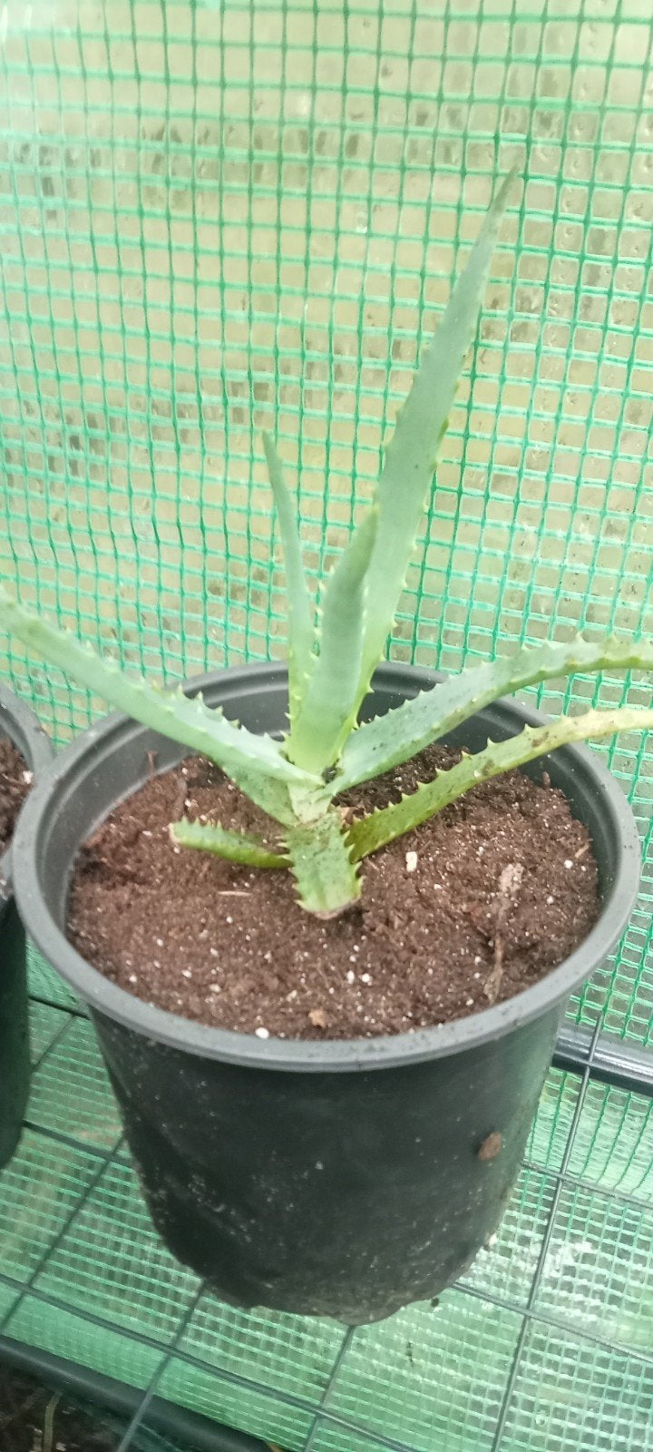 Aloe Arborescens planten, Huis en Inrichting, Vetplant, Ophalen of Verzenden, Minder dan 100 cm, Bloeiende kamerplant